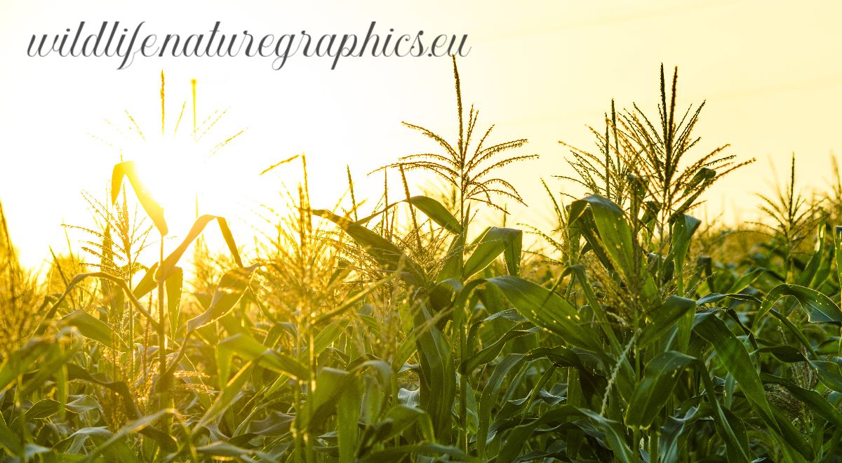 wildlife.naturegraphics.eu